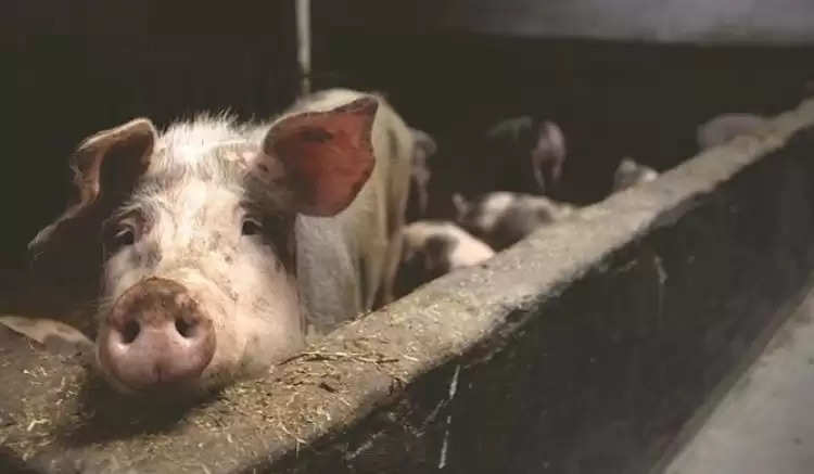 पशुपालक हो जाएं सावधान, हरियाणा के इस जिले में स्वाइन फ्लू का कहर, सूअरों को मारने की तैयारी