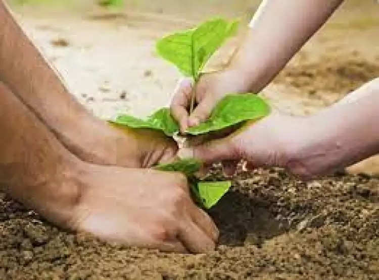 पौधे लगाकर आप भी बन सकते है अमीर, मोदी सरकार प्रति पौधे के दे रही है 250 रु