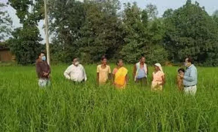 हरियाणा : इस गांव की पंचायत ने तैयार की एक ऐसी योजना - बिना यूरिया के खेतों में छाएगी हरियाली
