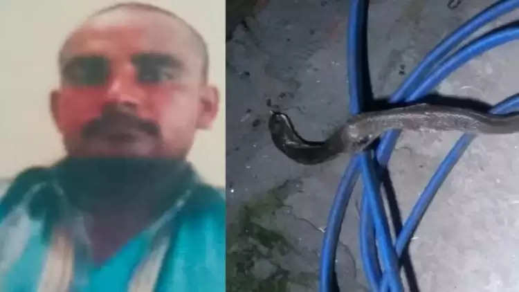 Panipat :खेत में पानी दे रहे किसान को कोबरा सांप ने काटा, हुई मौत
