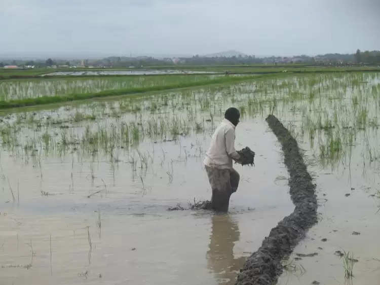हरियाणा के किसानों के लिए बड़ी खबर, बारिश में चौपट हुई फसलों पर मिलेगा मुआवजा
