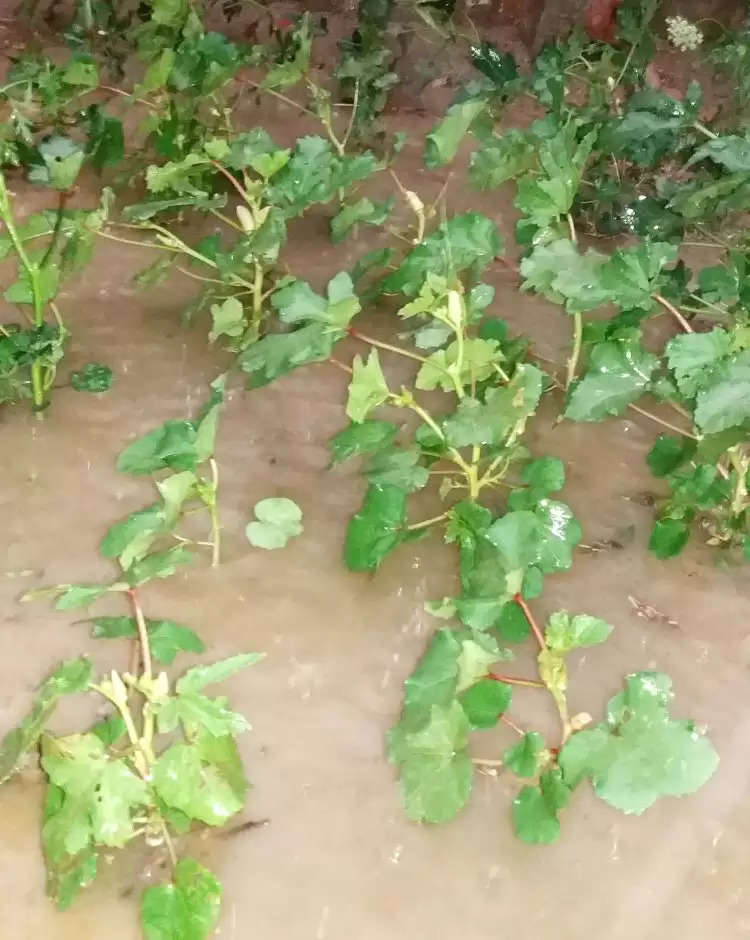 क्षेत्र में झमाझम हुई बारिश, खिल गए किसानों के चेहरे&nbsp;
