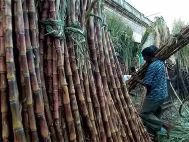 sugercane