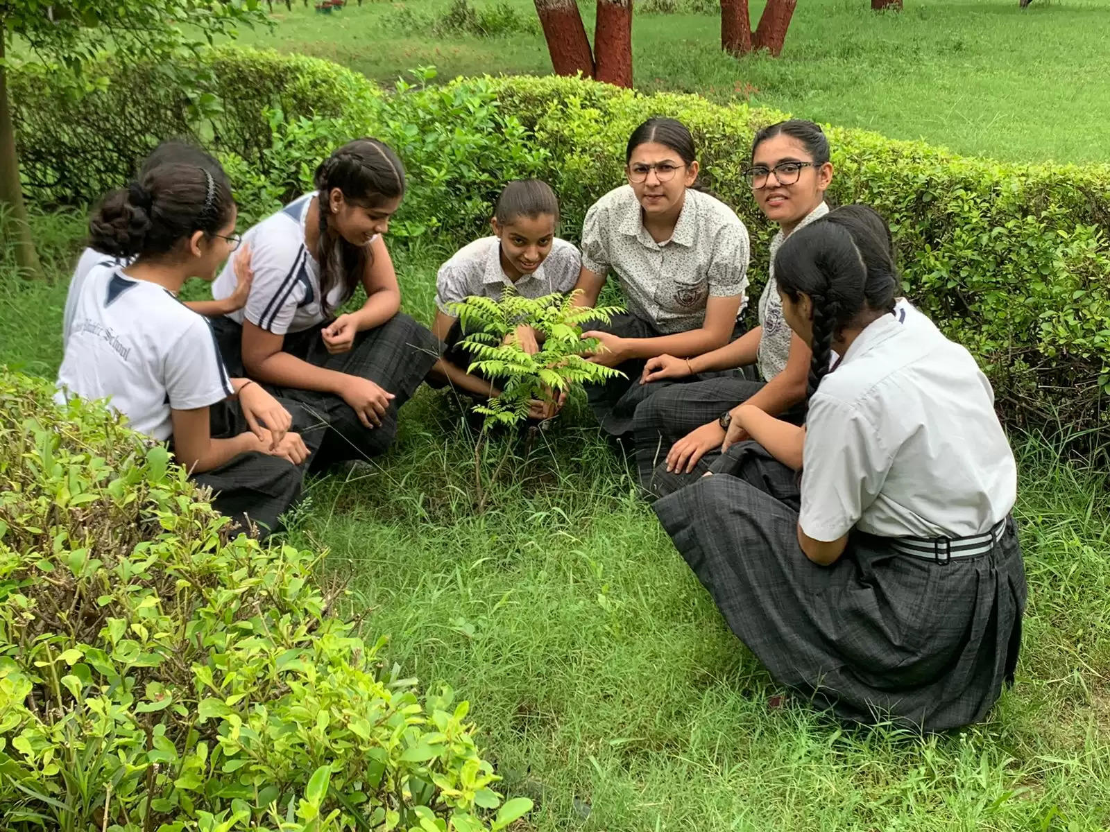 tree plantation