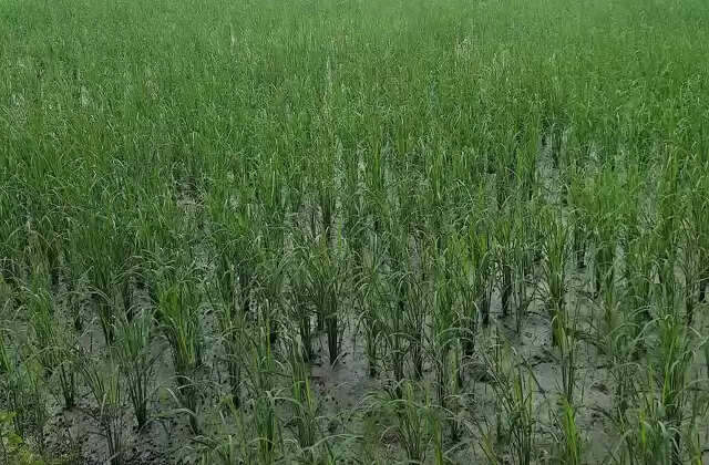 haryana