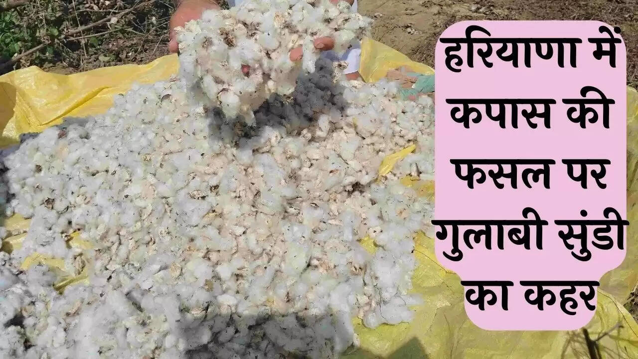 Haryana Cotton Farmers: हरियाणा में कपास की फसल पर गुलाबी सुंडी का कहर, किसानों का दर्द सुनकर आंखों से आंसू नहीं रूकेंगे