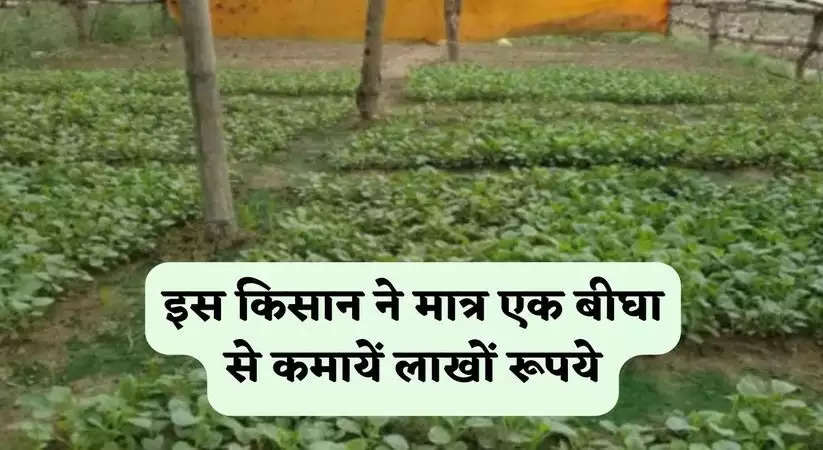 Success Story: इस किसान ने मात्र एक बीघा से कमायें लाखों रूपये, जानिए इनके खेती करने के राजदार तरीके को